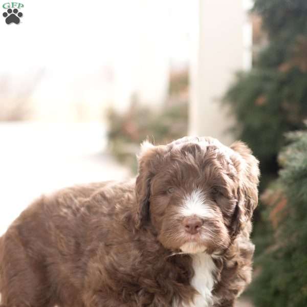 Brownie F1B, Bernedoodle Puppy